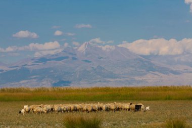 güzel manzara ve sultanmarshes (kuş cenneti) yanındaki erciyes Dağı, kayseri