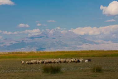güzel manzara ve sultanmarshes (kuş cenneti) yanındaki erciyes Dağı, kayseri