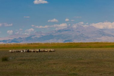güzel manzara ve sultanmarshes (kuş cenneti) yanındaki erciyes Dağı, kayseri