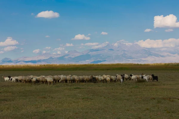 güzel manzara ve sultanmarshes (kuş cenneti) yanındaki erciyes Dağı, kayseri