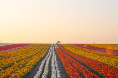 KONYA TURKEY 'deki lale tarlasının üzerinde mavi gökyüzü olan sihirli bir manzara..