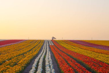 KONYA TURKEY 'deki lale tarlasının üzerinde mavi gökyüzü olan sihirli bir manzara..