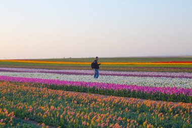 KONYA TURKEY 'deki lale tarlasının üzerinde mavi gökyüzü olan sihirli bir manzara..