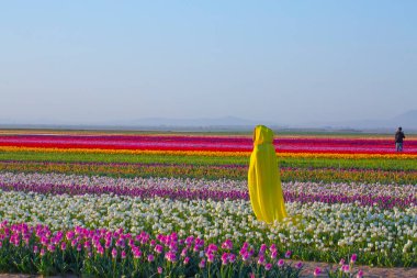 KONYA TURKEY 'deki lale tarlasının üzerinde mavi gökyüzü olan sihirli bir manzara..