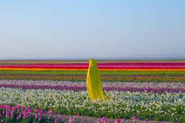 KONYA TURKEY 'deki lale tarlasının üzerinde mavi gökyüzü olan sihirli bir manzara..