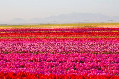 KONYA TURKEY 'deki lale tarlasının üzerinde mavi gökyüzü olan sihirli bir manzara..