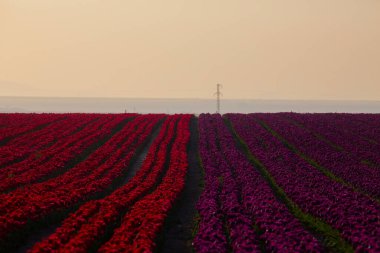 KONYA TURKEY 'deki lale tarlasının üzerinde mavi gökyüzü olan sihirli bir manzara..