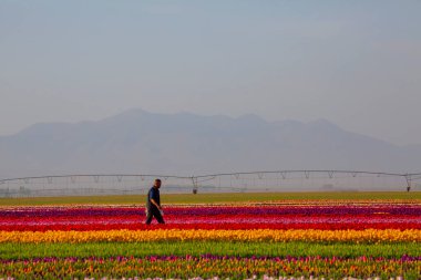 KONYA TURKEY 'deki lale tarlasının üzerinde mavi gökyüzü olan sihirli bir manzara..