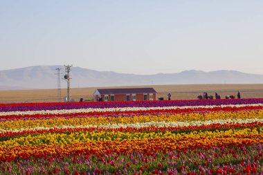 KONYA TURKEY 'deki lale tarlasının üzerinde mavi gökyüzü olan sihirli bir manzara..