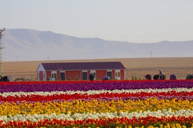 KONYA TURKEY 'deki lale tarlasının üzerinde mavi gökyüzü olan sihirli bir manzara..