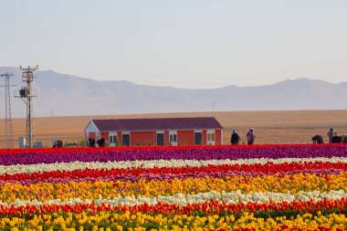 KONYA TURKEY 'deki lale tarlasının üzerinde mavi gökyüzü olan sihirli bir manzara..