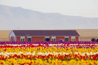KONYA TURKEY 'deki lale tarlasının üzerinde mavi gökyüzü olan sihirli bir manzara..