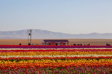 KONYA TURKEY 'deki lale tarlasının üzerinde mavi gökyüzü olan sihirli bir manzara..