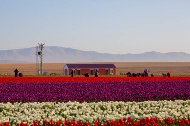 KONYA TURKEY 'deki lale tarlasının üzerinde mavi gökyüzü olan sihirli bir manzara..