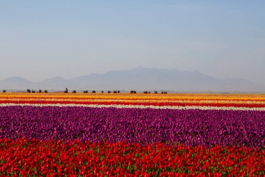 KONYA TURKEY 'deki lale tarlasının üzerinde mavi gökyüzü olan sihirli bir manzara..