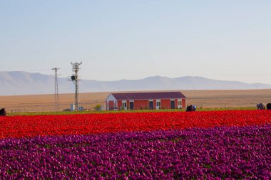 KONYA TURKEY 'deki lale tarlasının üzerinde mavi gökyüzü olan sihirli bir manzara..