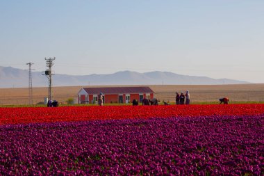 KONYA TURKEY 'deki lale tarlasının üzerinde mavi gökyüzü olan sihirli bir manzara..