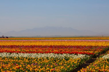 KONYA TURKEY 'deki lale tarlasının üzerinde mavi gökyüzü olan sihirli bir manzara..