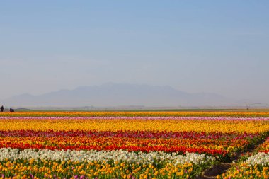 KONYA TURKEY 'deki lale tarlasının üzerinde mavi gökyüzü olan sihirli bir manzara..