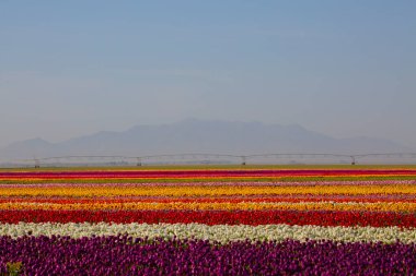 KONYA TURKEY 'deki lale tarlasının üzerinde mavi gökyüzü olan sihirli bir manzara..