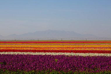 KONYA TURKEY 'deki lale tarlasının üzerinde mavi gökyüzü olan sihirli bir manzara..