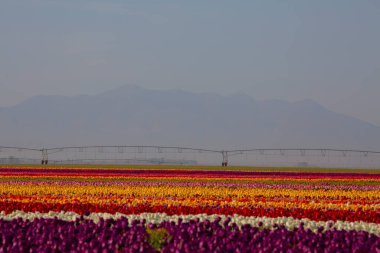 KONYA TURKEY 'deki lale tarlasının üzerinde mavi gökyüzü olan sihirli bir manzara..