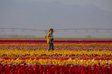 KONYA TURKEY 'deki lale tarlasının üzerinde mavi gökyüzü olan sihirli bir manzara..