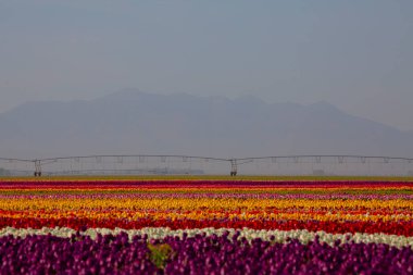 KONYA TURKEY 'deki lale tarlasının üzerinde mavi gökyüzü olan sihirli bir manzara..
