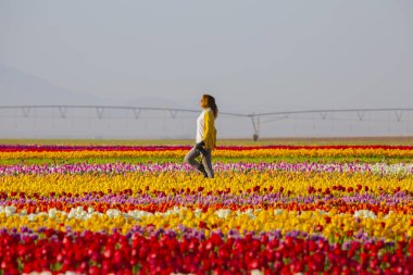 KONYA TURKEY 'deki lale tarlasının üzerinde mavi gökyüzü olan sihirli bir manzara..