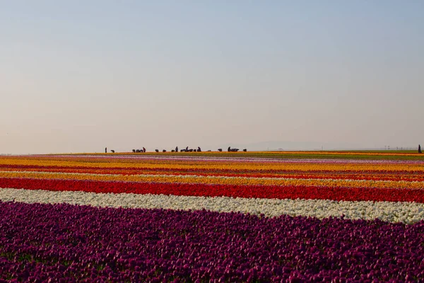 Een Magisch Landschap Met Blauwe Lucht Boven Tulpenveld Konya Turkey — Stockfoto