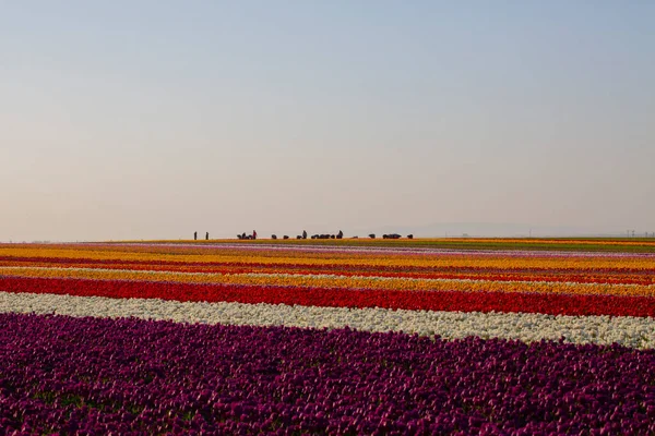 Magical Landscape Blue Sky Tulip Field Konya Turkey — Stock Photo, Image