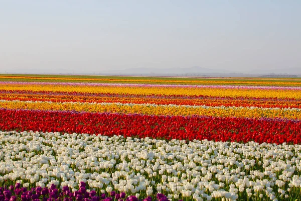 Magiczny Krajobraz Błękitnym Niebem Nad Polem Tulipanowym Konya Turkey — Zdjęcie stockowe