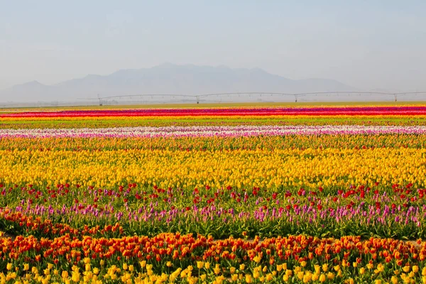 Uma Paisagem Mágica Com Céu Azul Sobre Campo Tulipas Konya — Fotografia de Stock