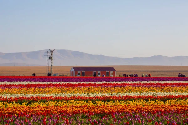 KONYA TURKEY 'deki lale tarlasının üzerinde mavi gökyüzü olan sihirli bir manzara..