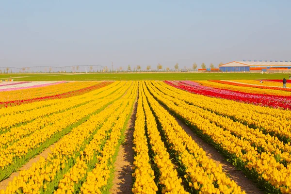 Egy Varázslatos Táj Kék Felett Tulipán Mező Konya Turkey — Stock Fotó