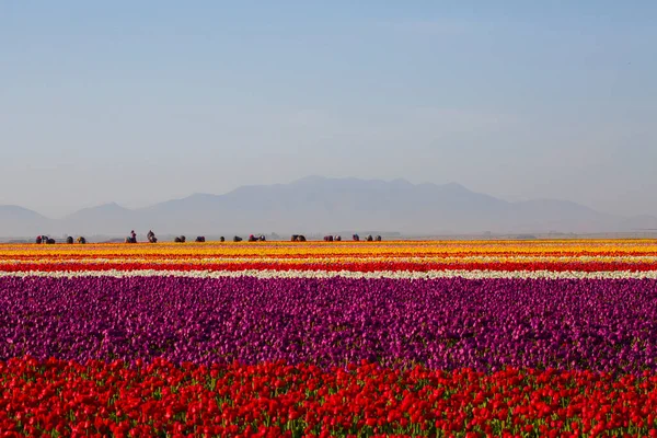 Uma Paisagem Mágica Com Céu Azul Sobre Campo Tulipas Konya — Fotografia de Stock