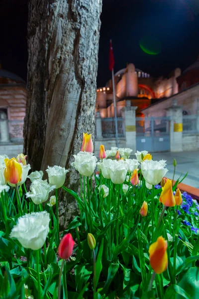 Tulipanes Luces Ciudad — Foto de Stock