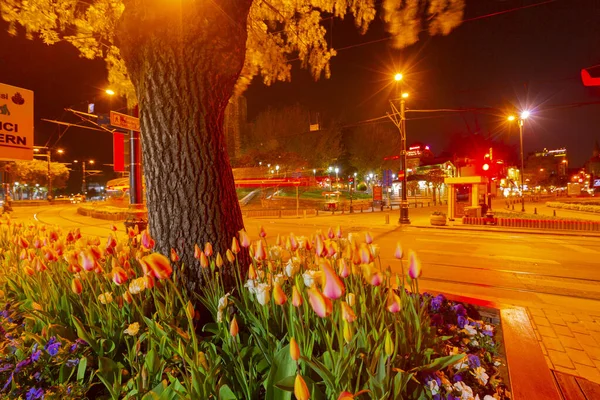 Tulipány Městská Světla — Stock fotografie