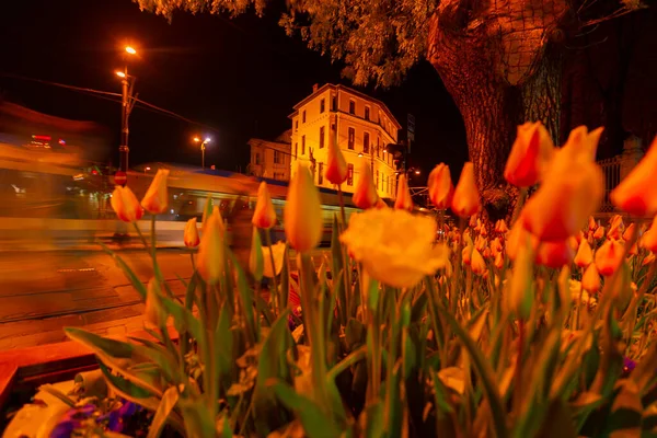 Тюльпаны Огни Города — стоковое фото