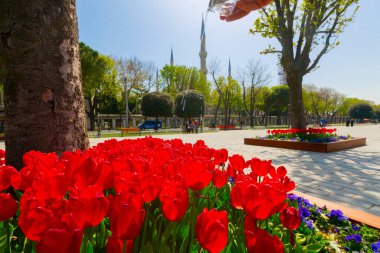 Havadan Ayasofya ve Sultanahmet Meydanı ve güzel lale çiçekleri