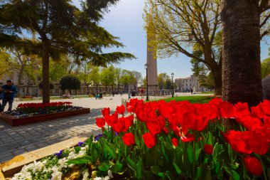 Havadan Ayasofya ve Sultanahmet Meydanı ve güzel lale çiçekleri
