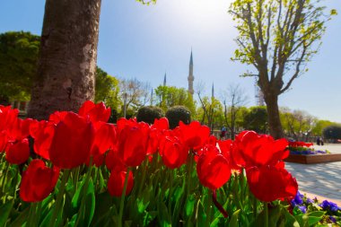 Havadan Ayasofya ve Sultanahmet Meydanı ve güzel lale çiçekleri