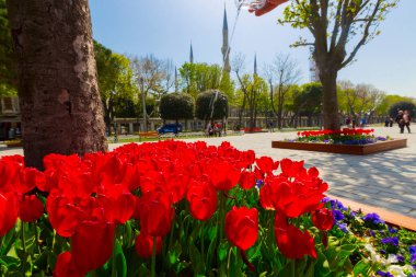 Havadan Ayasofya ve Sultanahmet Meydanı ve güzel lale çiçekleri