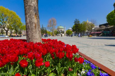 Havadan Ayasofya ve Sultanahmet Meydanı ve güzel lale çiçekleri