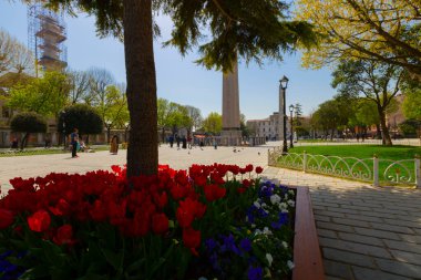 Havadan Ayasofya ve Sultanahmet Meydanı ve güzel lale çiçekleri