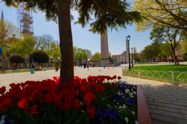 Havadan Ayasofya ve Sultanahmet Meydanı ve güzel lale çiçekleri