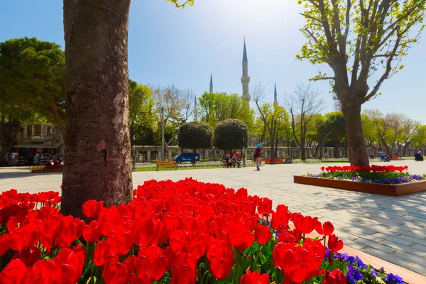 Aerea Hagia Sophia Sultanahmet Piazza Bellissimi Fiori Tulipano — Foto Stock