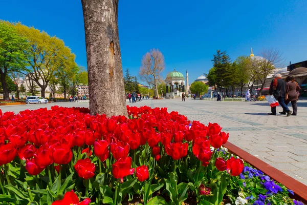 Aerea Hagia Sophia Sultanahmet Piazza Bellissimi Fiori Tulipano — Foto Stock