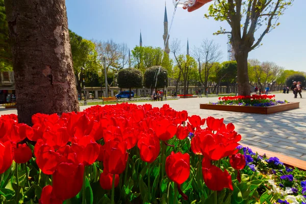 Aerea Hagia Sophia Sultanahmet Piazza Bellissimi Fiori Tulipano — Foto Stock