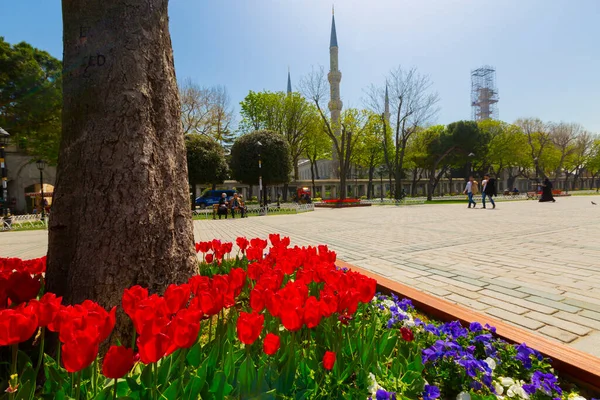 Luchtfoto Hagia Sophia Sultanahmet Plein Prachtige Tulp Bloemen — Stockfoto